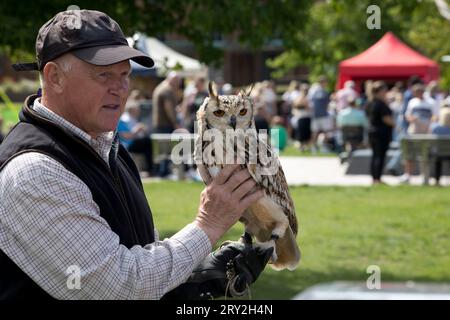 Man with tame captive Eagle owl Bubo bubo Sratford upon Avon UK Stock Photo