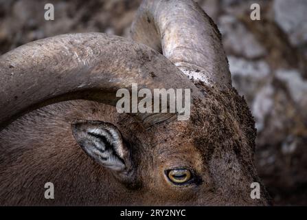 The detailed portrait, in which the face with the shining eyes and the massive horns of a bearded mountain goat stand out. Stock Photo