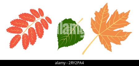 Autumn detailed veined maple and walnut leaves, leaf vein, in autumn colors on a white background. Stock Vector