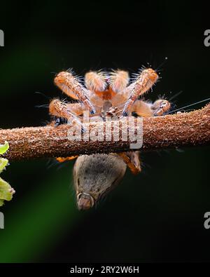 Jumping Spider extreme macro image with crisp details Stock Photo