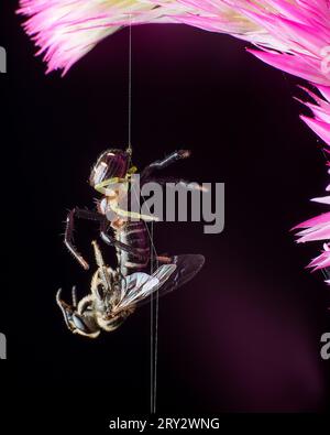 Crab Spider with honey bee kill extreme close up Stock Photo