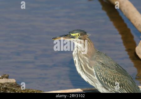 Green Heron, Butorides virescens Stock Photo