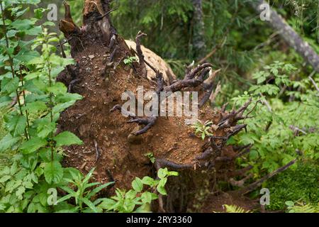 Uprooted pine tree in the forest, roots still have fresh soil among them Stock Photo