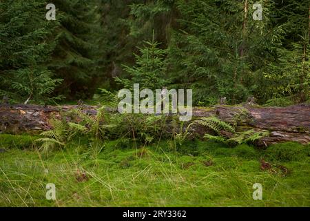 Fallen uprooted pine tree in the forest Stock Photo