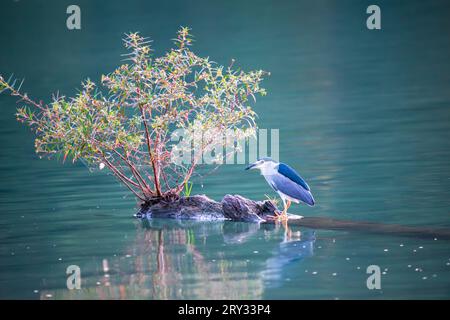 A black-crowned night heron stands on a tree trunk in a pond. Guangxing Wetland is a great place for bird watching, New Taipei City. Stock Photo