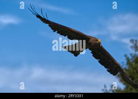 Red Kite   Yellow-billed Kite Stock Photo