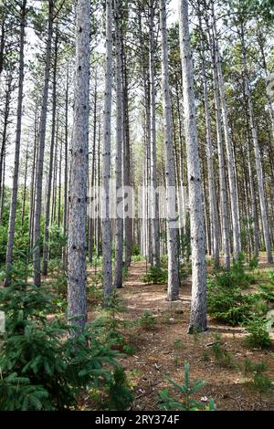 Tall pine trees in the forest woods along the hiking path Stock Photo