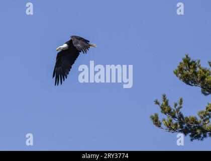 Single American Bald Eagle perched on the tree top ready to fly Stock Photo