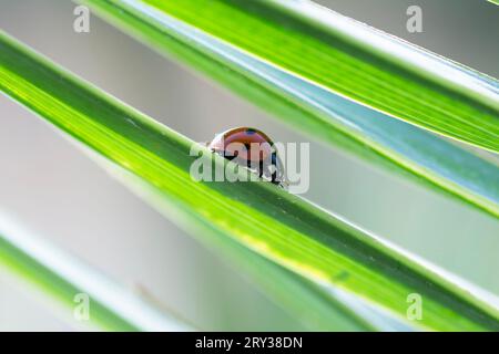 Cute Ladybug Crawling on Green Leaves Stock Photo