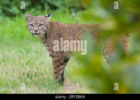 Wild bobcat standing close in a suburban garden looking around a green bush Stock Photo