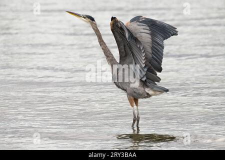 Great Blue Heron Ardea herodias stretching wings while standing in sea water Stock Photo