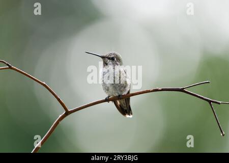 Annas hummingbird on perch with green bokeh background Stock Photo