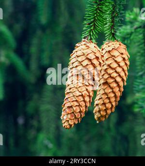 Fir Cones hanging from Norway Spruce Tree Stock Photo