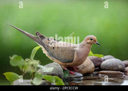 A beautiful Mourning Dove drinking from a pool of water surrounded by rocks and greenery. Stock Photo