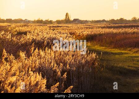 Common reeds (Phragmites australis) in the light of the sunset in the marshy countryside. Country houses in the background. Stock Photo