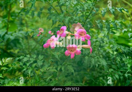 Pink Trumpet Vine flowers Stock Photo