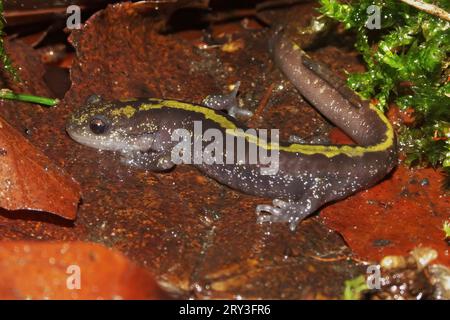 Natural closeup on a yellow striped long-toed salamander , Ambystoma macrodactylum from Coastal Mid-Oregon Stock Photo