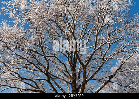 snow-covered tree crowns against the sky Stock Photo