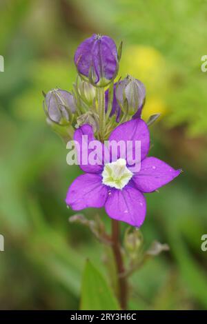 Natural close up on the colorful brilliant purple flower of the annual looking glass or large Venus's-looking-glass, Legousia speculum-veneris Stock Photo