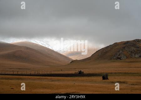 Herds of horses walk in the Kyrgyz steppe Stock Photo