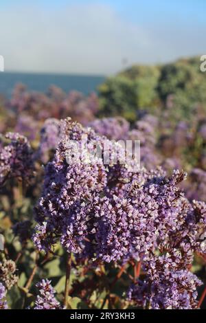 Sea Lavender flowers blooming by sea. Limonium Perezii. Stock Photo