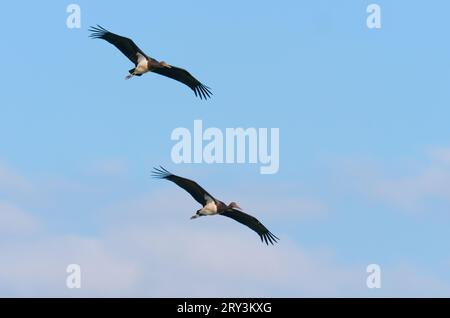 Lutherstadt Wittenberg, Germany. 25th Sep, 2023. 28.09.2023, Trebbin. Two black storks (Ciconia nigra) fly in the sky above the Elbe meadows on the Elbe River, about ten kilometers southeast of Lutherstadt Wittenberg. Credit: Wolfram Steinberg/dpa Credit: Wolfram Steinberg/dpa/Alamy Live News Stock Photo