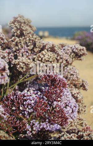 Sea Lavender flowers blooming by sea. Stock Photo