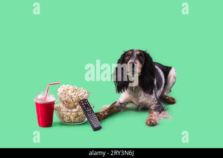 Cute cocker spaniel dog with bowls of popcorn, soda and TV remote lying on green background Stock Photo
