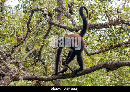 A Yucatan Spider Monkey or Mexican Spider Monkey, Ateles geoffroyi vellerosus, in the Belize Zoo. Stock Photo