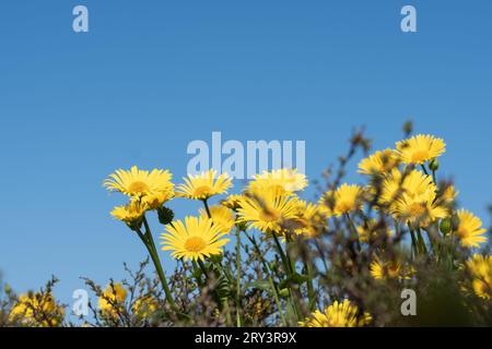 Sunny yellow daisies with dark green leaves. Clear, blue sky in the background. Copy space. Background for quotes. High quality photo Stock Photo