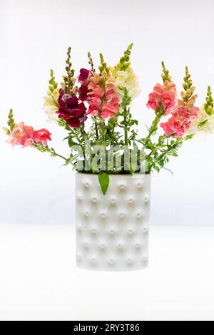 A colourful bouquet of snapdragons stands in a porcelain vase against a bright background. Stock Photo
