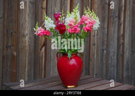 A beautiful bouquet of snapdragons stands in a dark red handled vase in front of a weathered wooden wall. Stock Photo