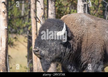 Close-up of American bison grazing in Yellowstone National Park, Wyoming Stock Photo