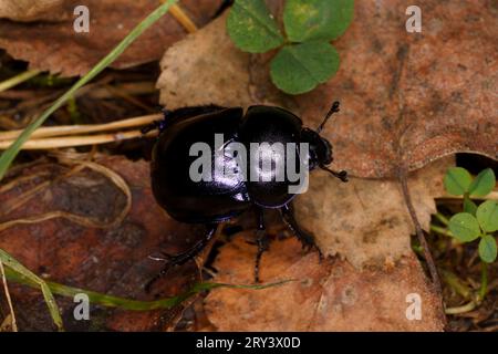 Trypocopris vernalis Family Geotrupidae Genus Trypocopris Spring dumbledor Spring dor beetle wild nature insect photography, picture, wallpaper Stock Photo