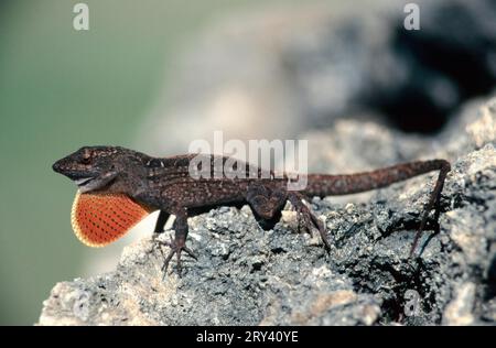 Brown Anole (Anolis sagrei), Sanibel Island, Florida, USA Stock Photo