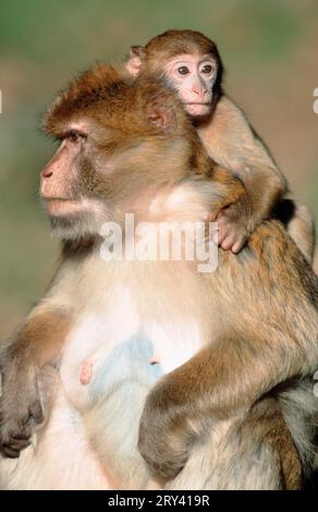 Barbary macaque, female with young (Macaca sylvana), macaques Stock Photo
