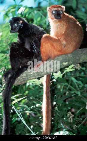 Blue-eyed lemurs, pair (Eulemur macaco flavifrons), side, Madagascar Stock Photo