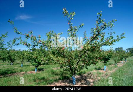 Apricot (Prunus armeniaca) plantation, Provence, Southern France Stock Photo