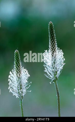 Middle Plantain (Plantago media), Provence, Southern France Stock Photo