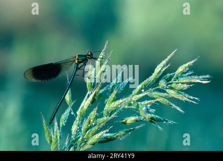 Banded Blackwing, banded demoiselle (Calopteryx splendens) (Agrion splendens), Germany Stock Photo
