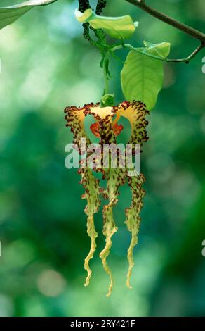 Orchid tree, flower (Monodora crispata), plants, tree, trees, scaly apple family, Annonaceae, flowers, vertical Stock Photo