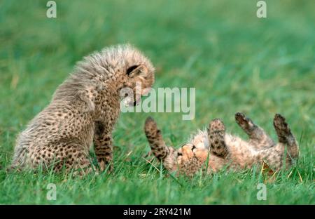 Cheetah (Acinonyx jubatus) cub Stock Photo