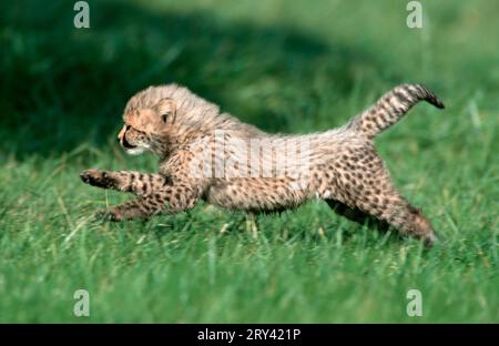 Cheetah (Acinonyx jubatus), cub, 3 months, side Stock Photo