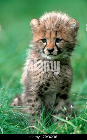 Cheetah (Acinonyx jubatus), cub, 3 months Stock Photo