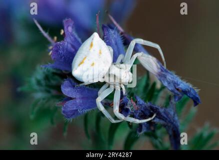 Crab Spider (Thomisus onustus) on Bugloss, Provence, Southern France Stock Photo