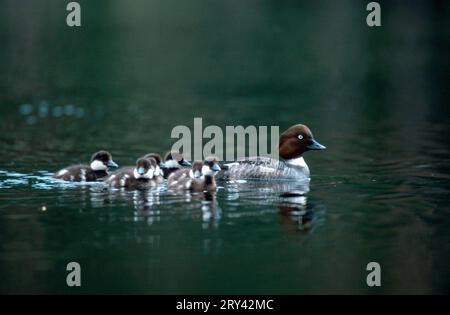 Common goldeneye (Bucephala clangula), female with ducklings, Tiveden National Park, page, chicks, Sweden Stock Photo