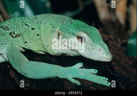 Green emerald tree monitor (Varanus prasinus) Stock Photo