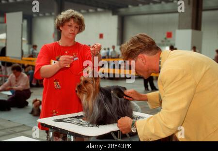Yorkshire Terrier beeing groomed for exhibition, Yorkshire Terrier being groomed for exhibition, Germany, mammals, mammals, animals, domestic dog Stock Photo