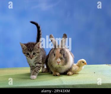 Chicken chicks, kittens and domestic rabbits, domestic chicken, domestic cat Stock Photo