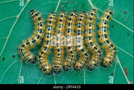 Buff-tip (Phalera bucephala) caterpillars, Lower Saxony, Germany Stock Photo